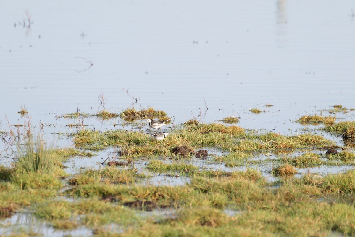 White Wagtail - ML525316611