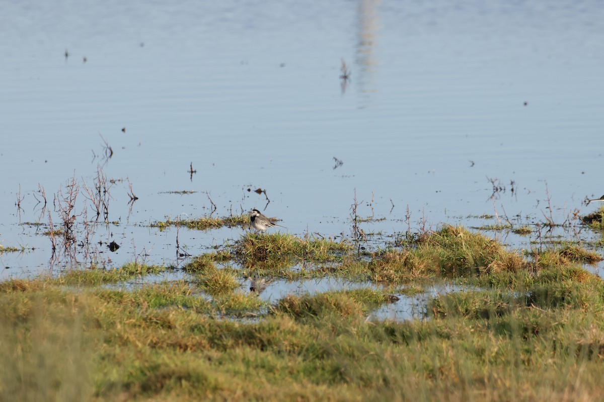 White Wagtail - ML525316631