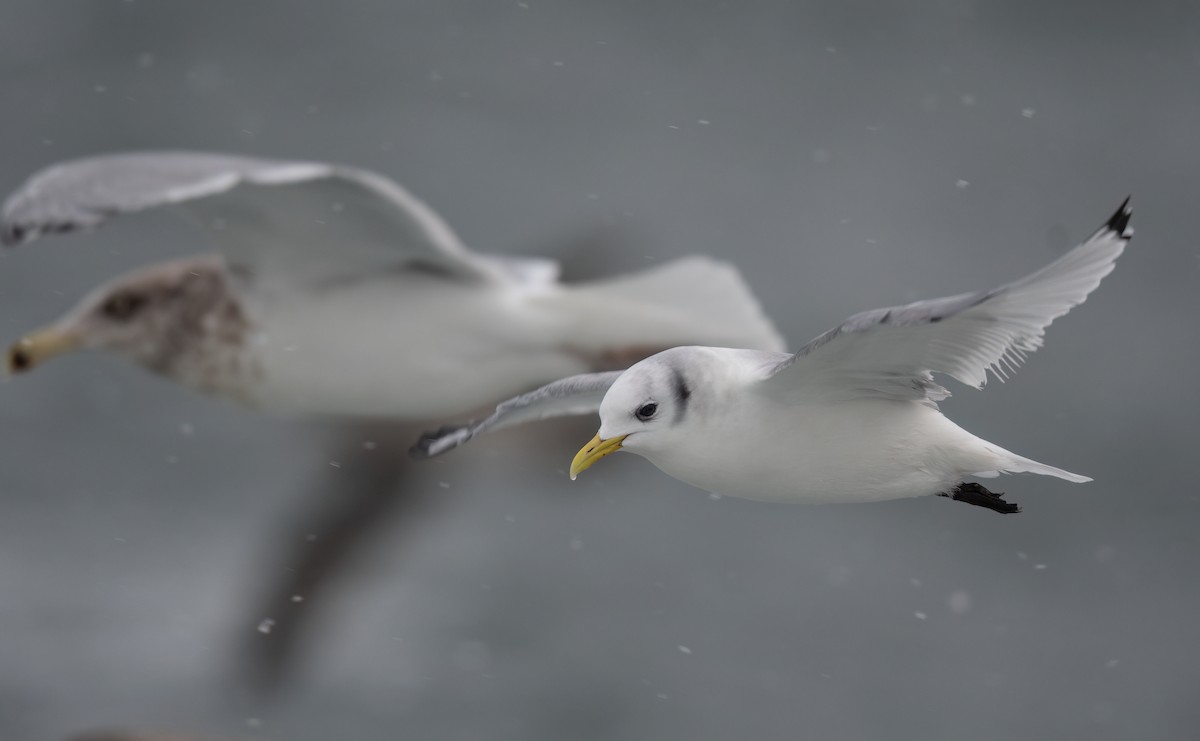 Black-legged Kittiwake - ML525317301