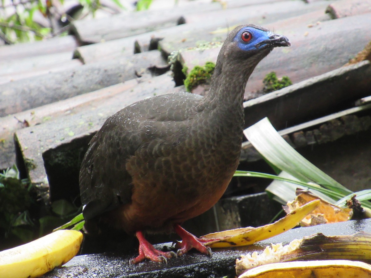 Sickle-winged Guan - ML525317951