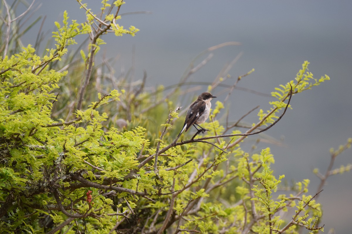 Fiscal Flycatcher - ML52531961