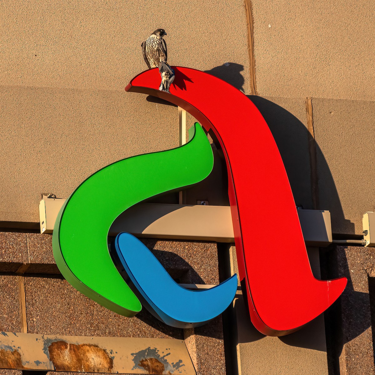 Peregrine Falcon - ML525322601