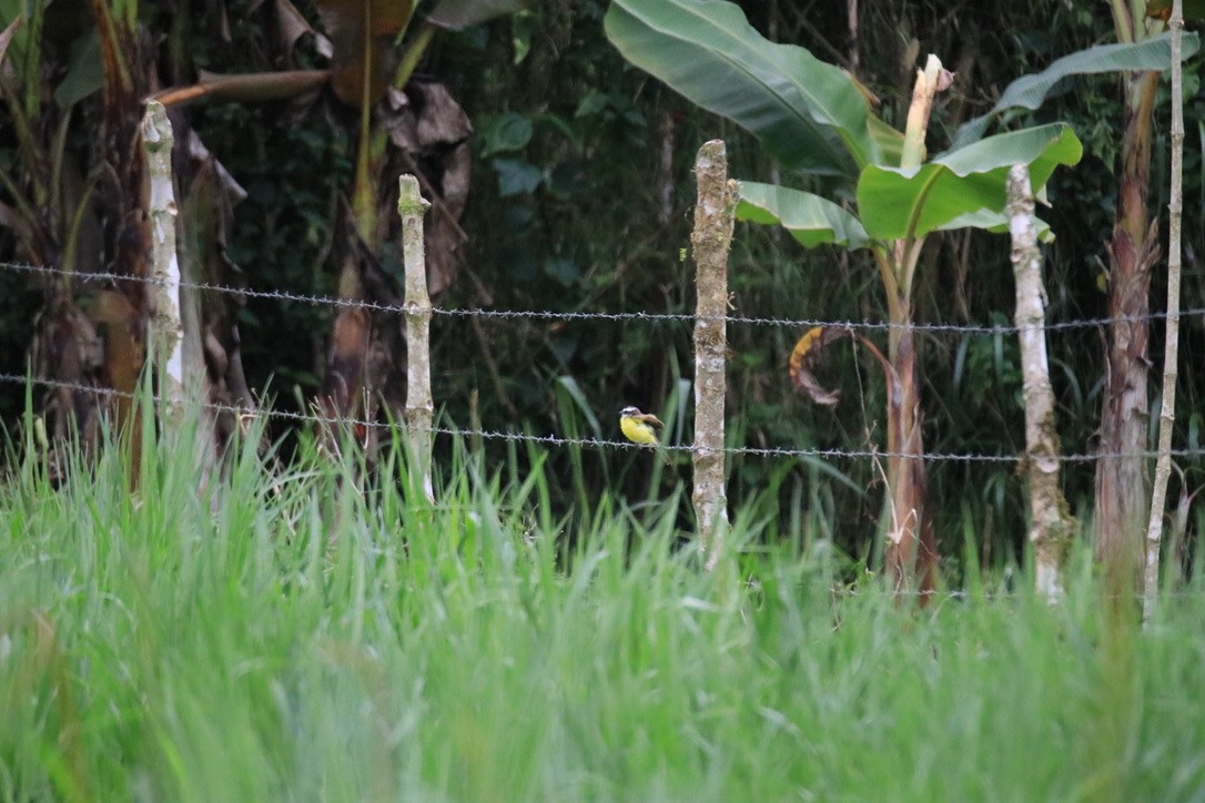 Rusty-margined Flycatcher - ML525322711