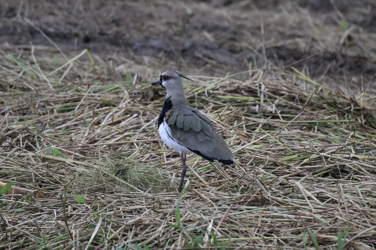 Southern Lapwing - ML525322871