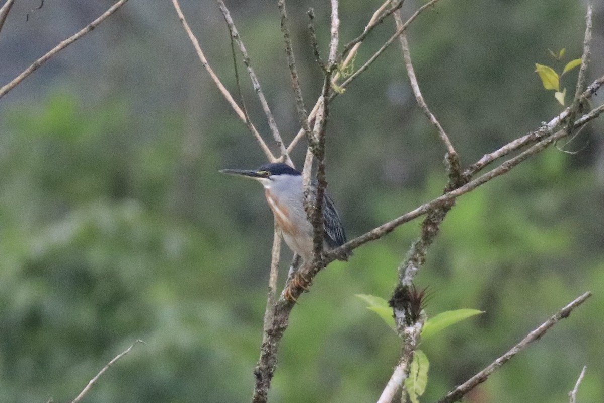 Striated Heron (South American) - ML525323201