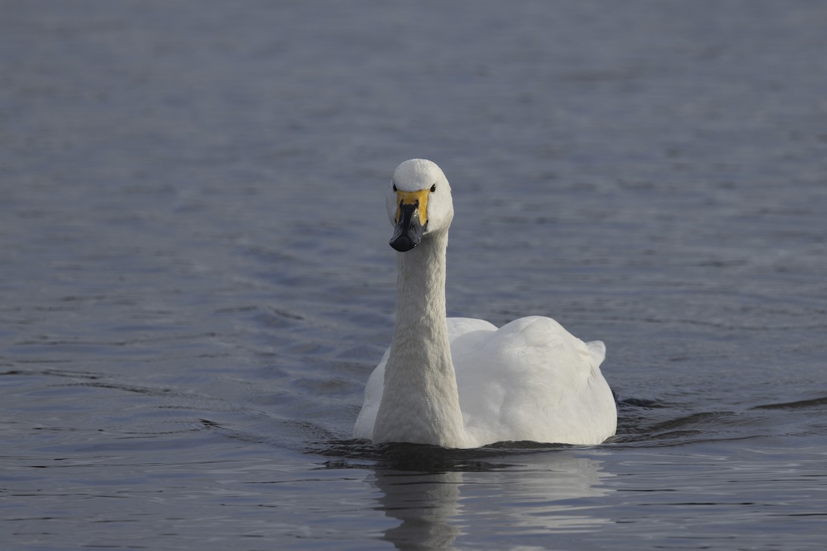 Tundra Swan - ML525323381