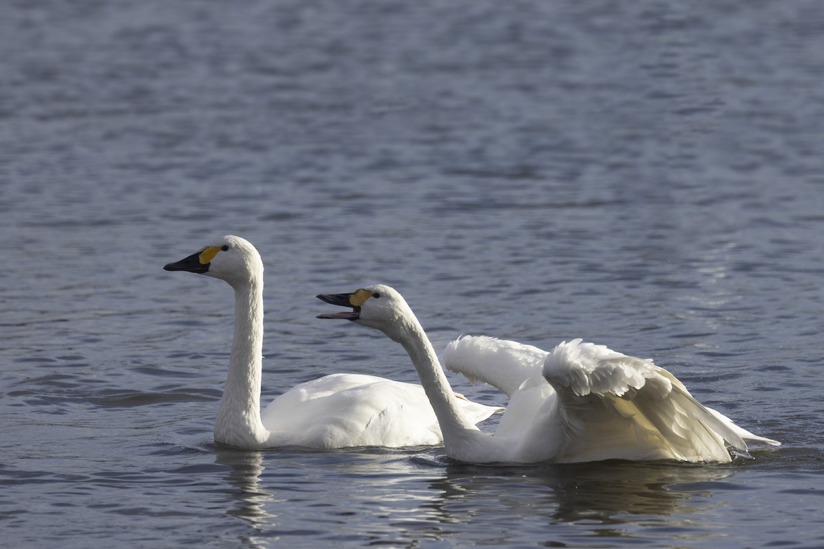 Cygne siffleur - ML525323391