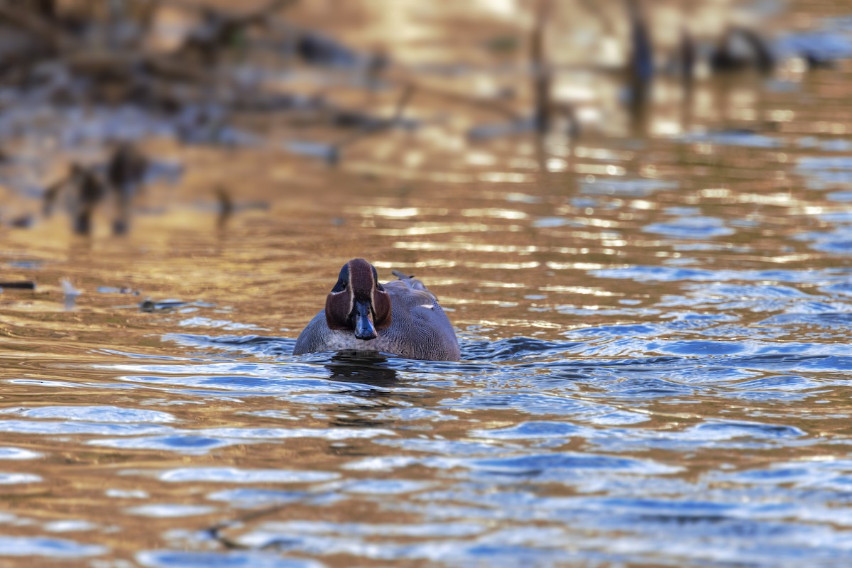 Green-winged Teal (Eurasian) - ML525323781