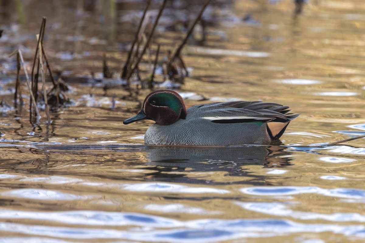 Green-winged Teal (Eurasian) - ML525323791