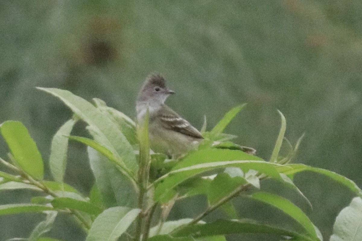 Yellow-bellied Elaenia - ML525324021