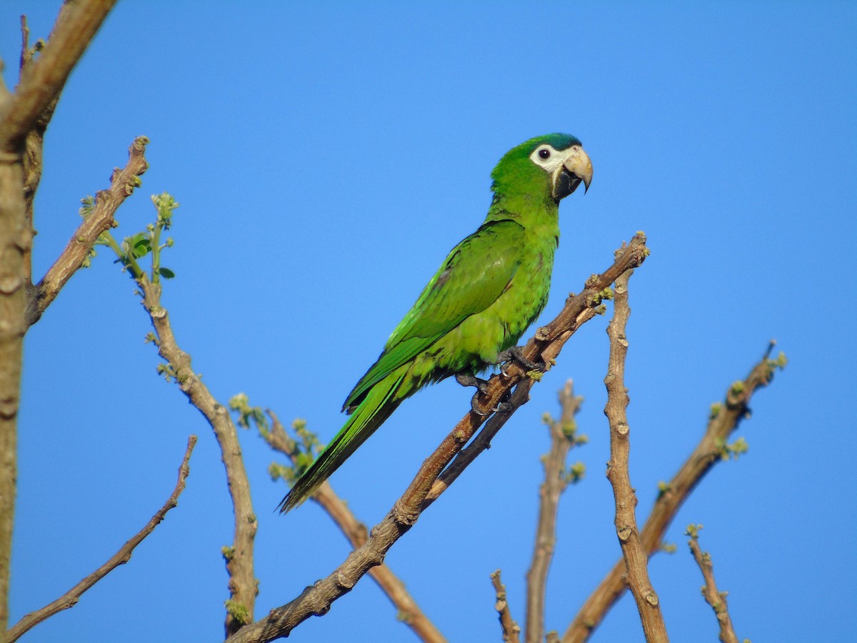 Red-shouldered Macaw - ML525324071