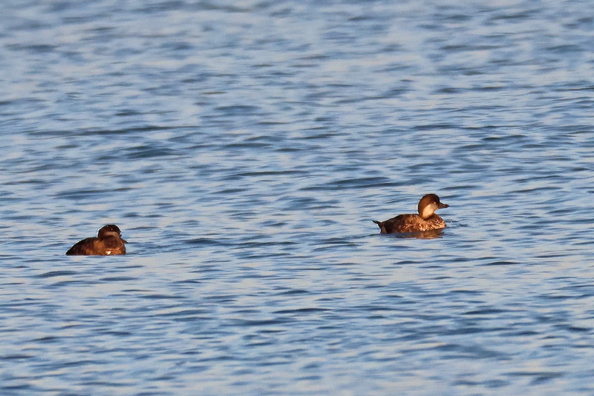 Black Scoter - ML525324121