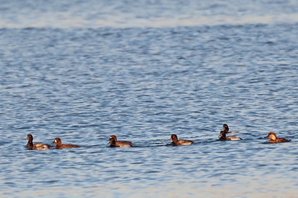 Greater Scaup - ML525324301