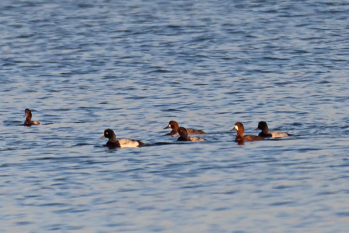Greater Scaup - ML525324311