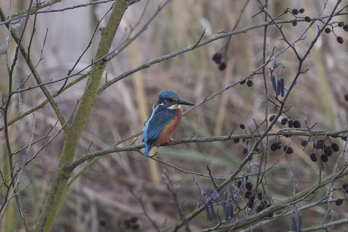 Martin-pêcheur d'Europe - ML525324321