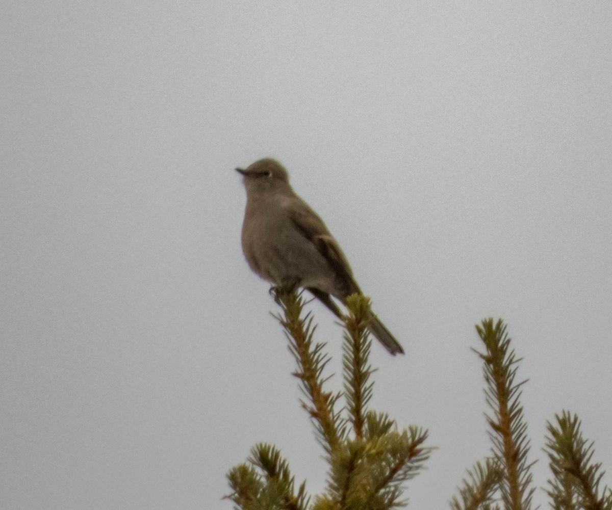 Townsend's Solitaire - ML525324361