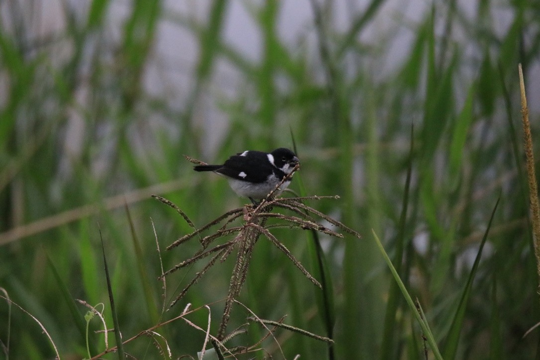 Variable Seedeater - ML525324371