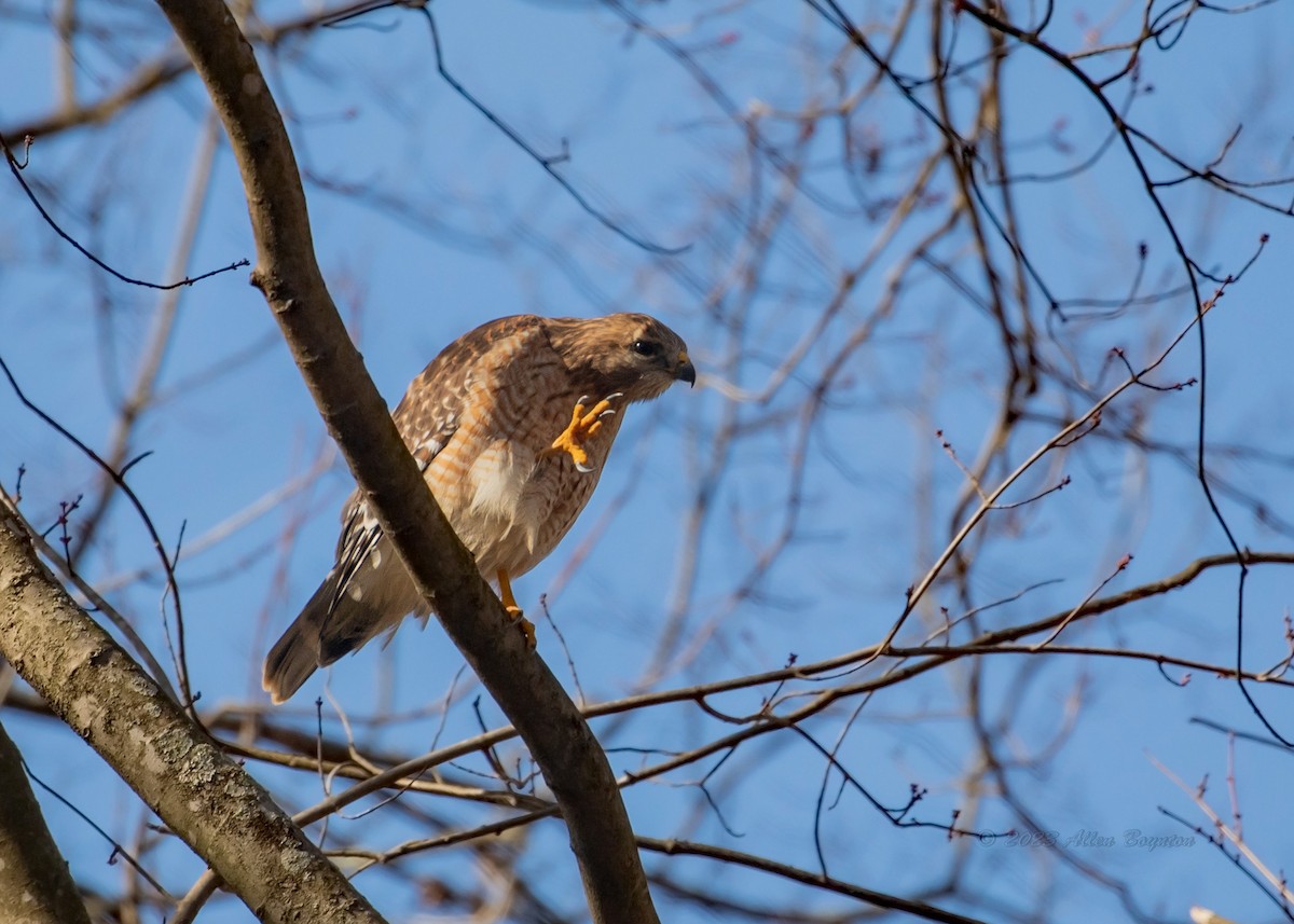 Red-shouldered Hawk - ML525324381