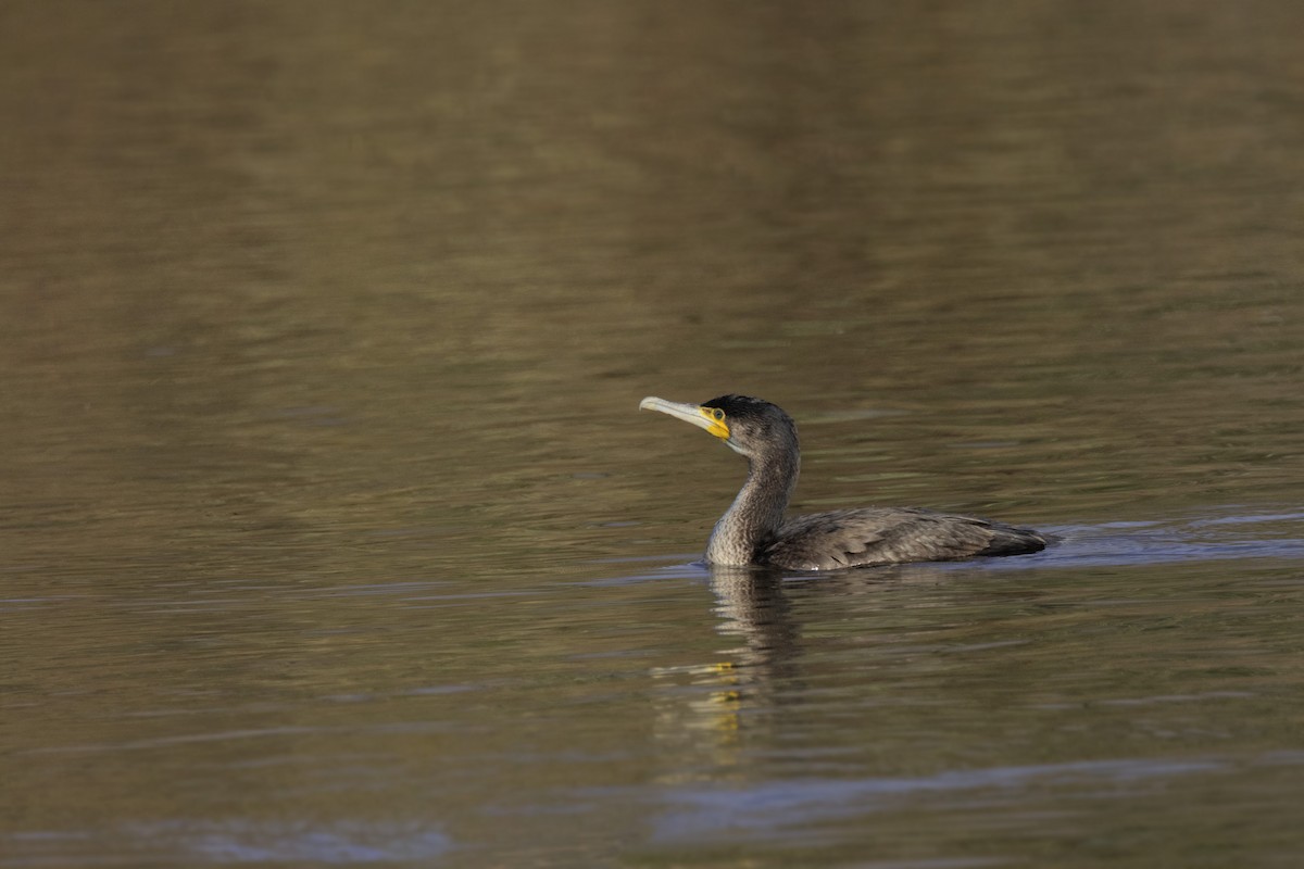 Great Cormorant - Colin Lamond