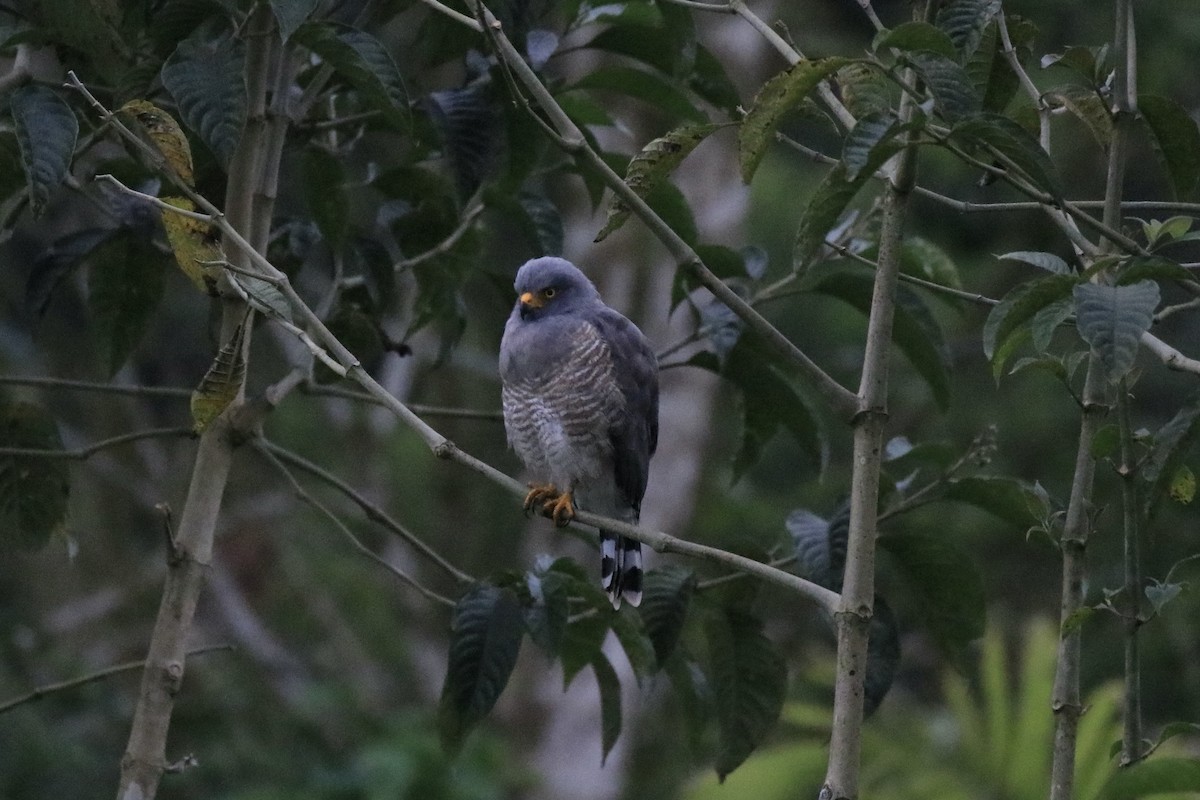 Roadside Hawk - ML525324491