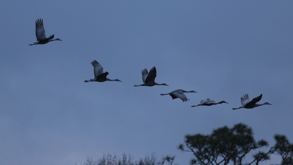 Sandhill Crane - ML525324661