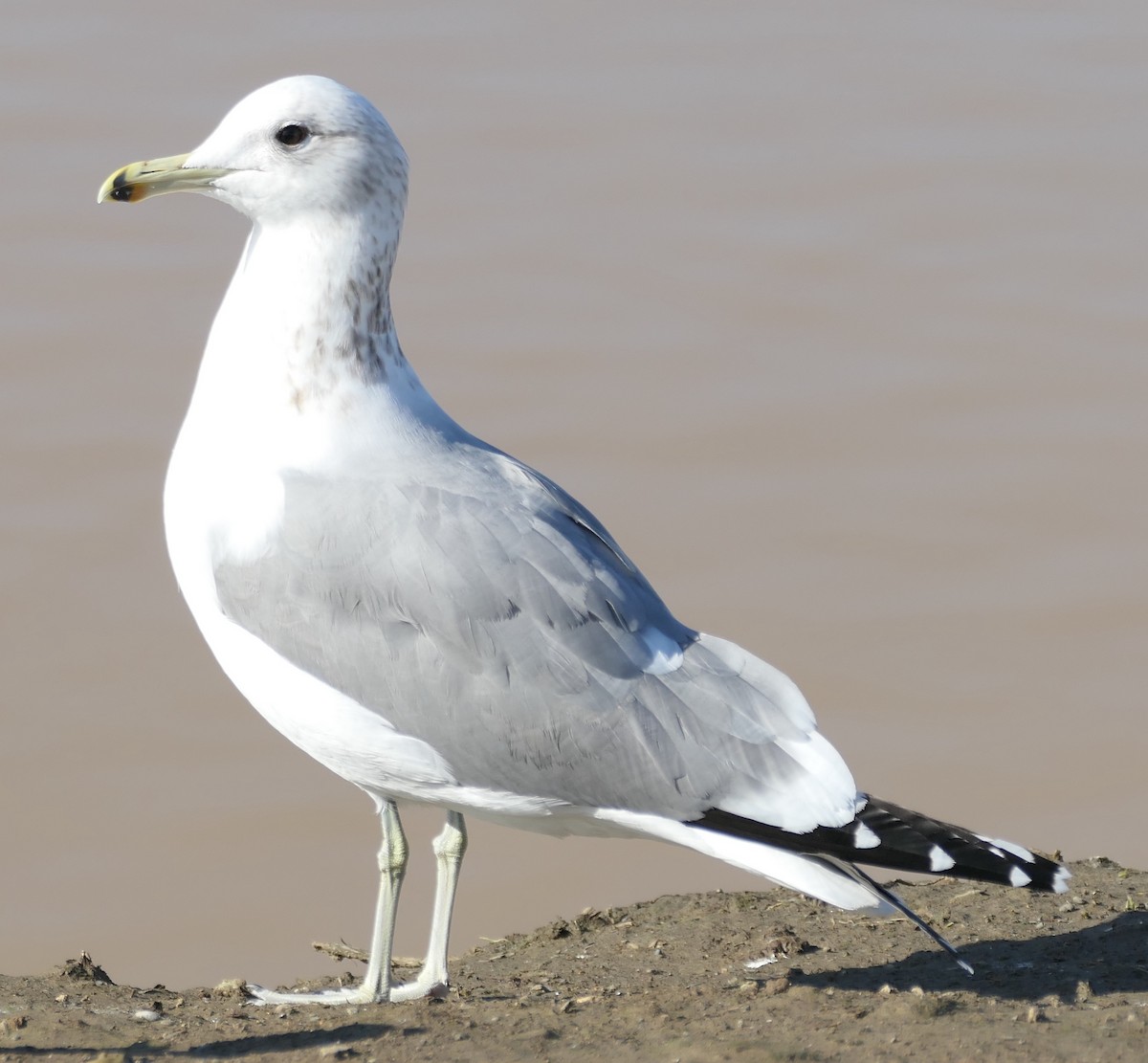 California Gull - ML525324961