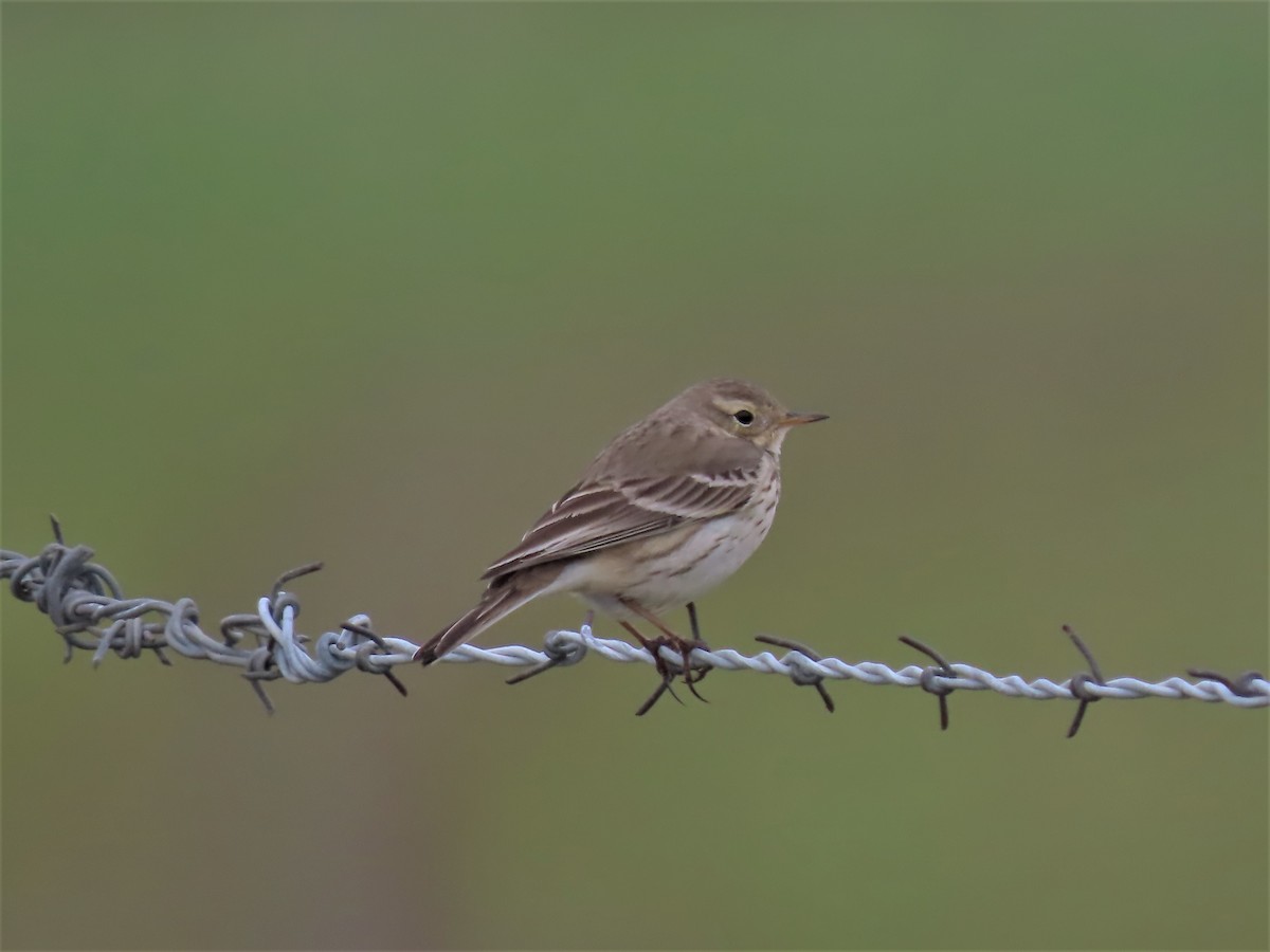 American Pipit - Rick Saxton