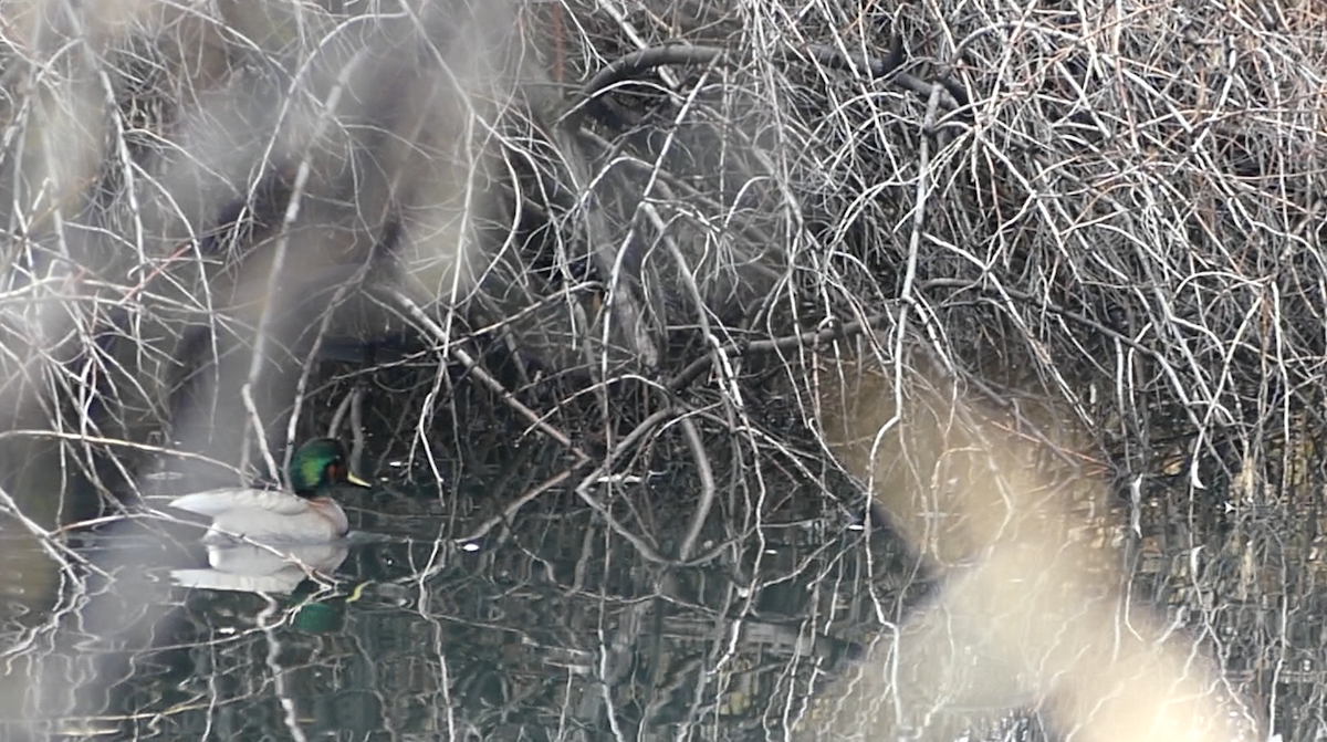 Gadwall x Mallard (hybrid) - ML525327001