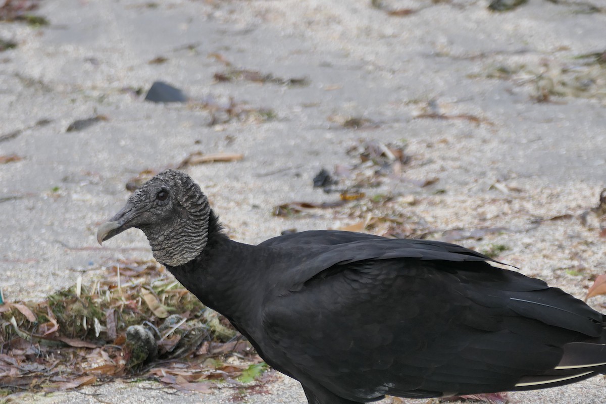 Black Vulture - ML525327021