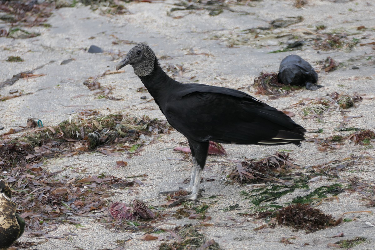 Black Vulture - ML525327031