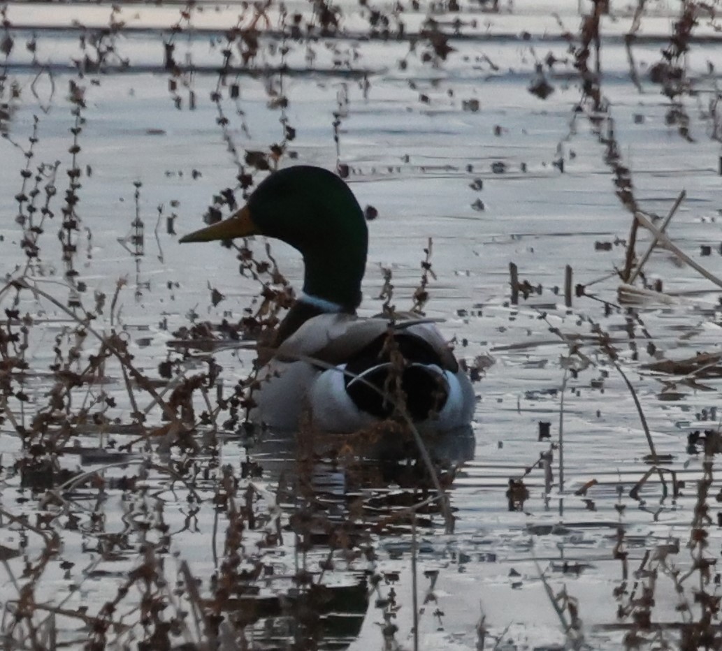 Mallard - ML525327091