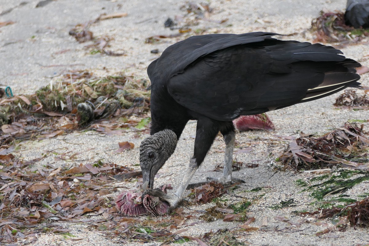 Black Vulture - Kenrith Carter