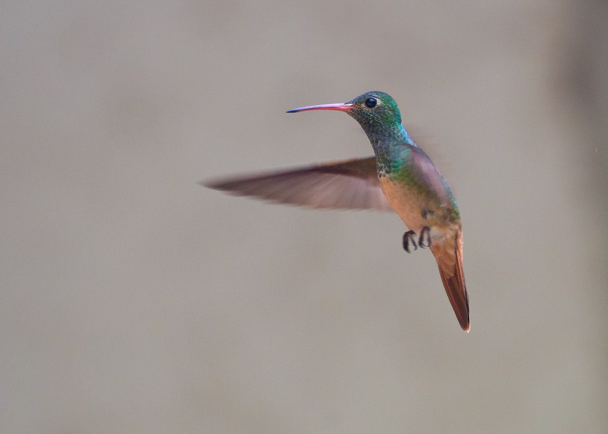 Buff-bellied Hummingbird - Darren Clark