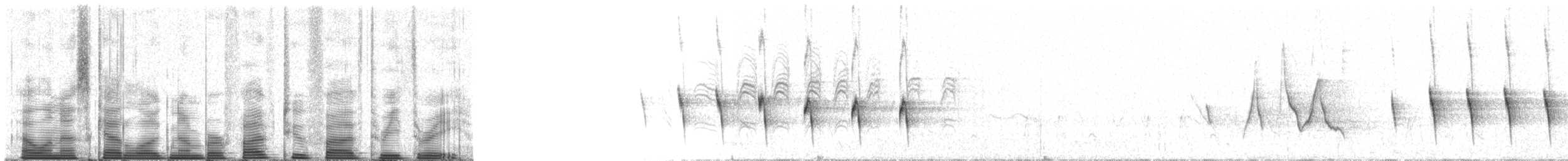 Blassbauch-Erdhacker - ML52533