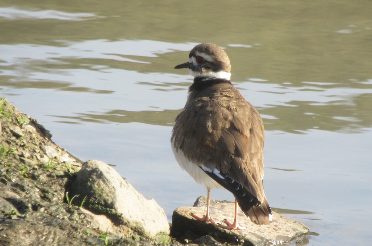 Killdeer - ML525330971