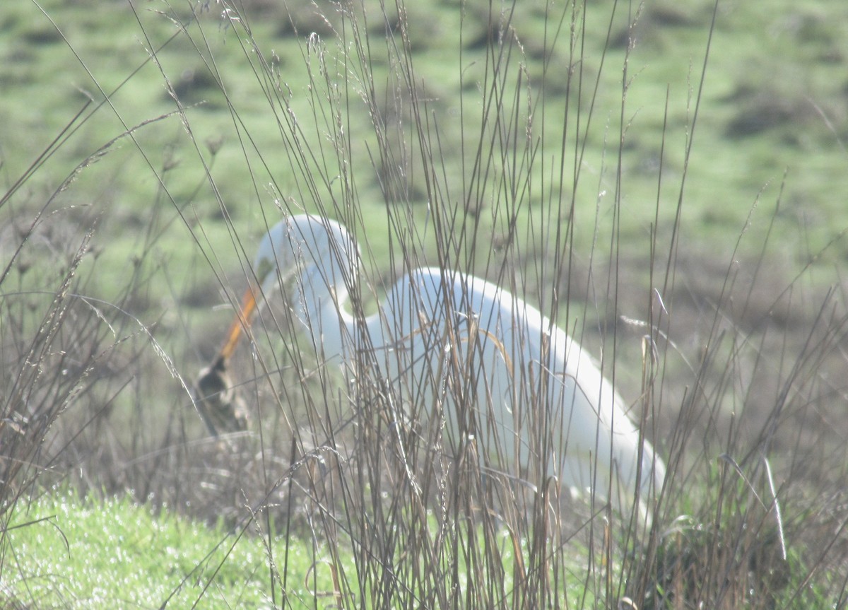 Great Egret - ML525331091