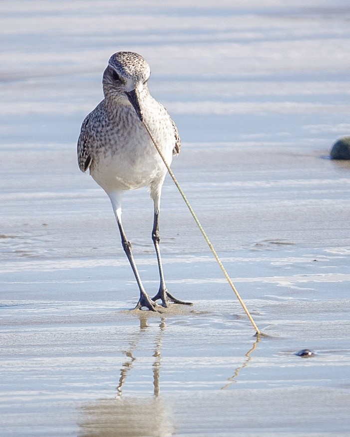 kulík bledý - ML525331511