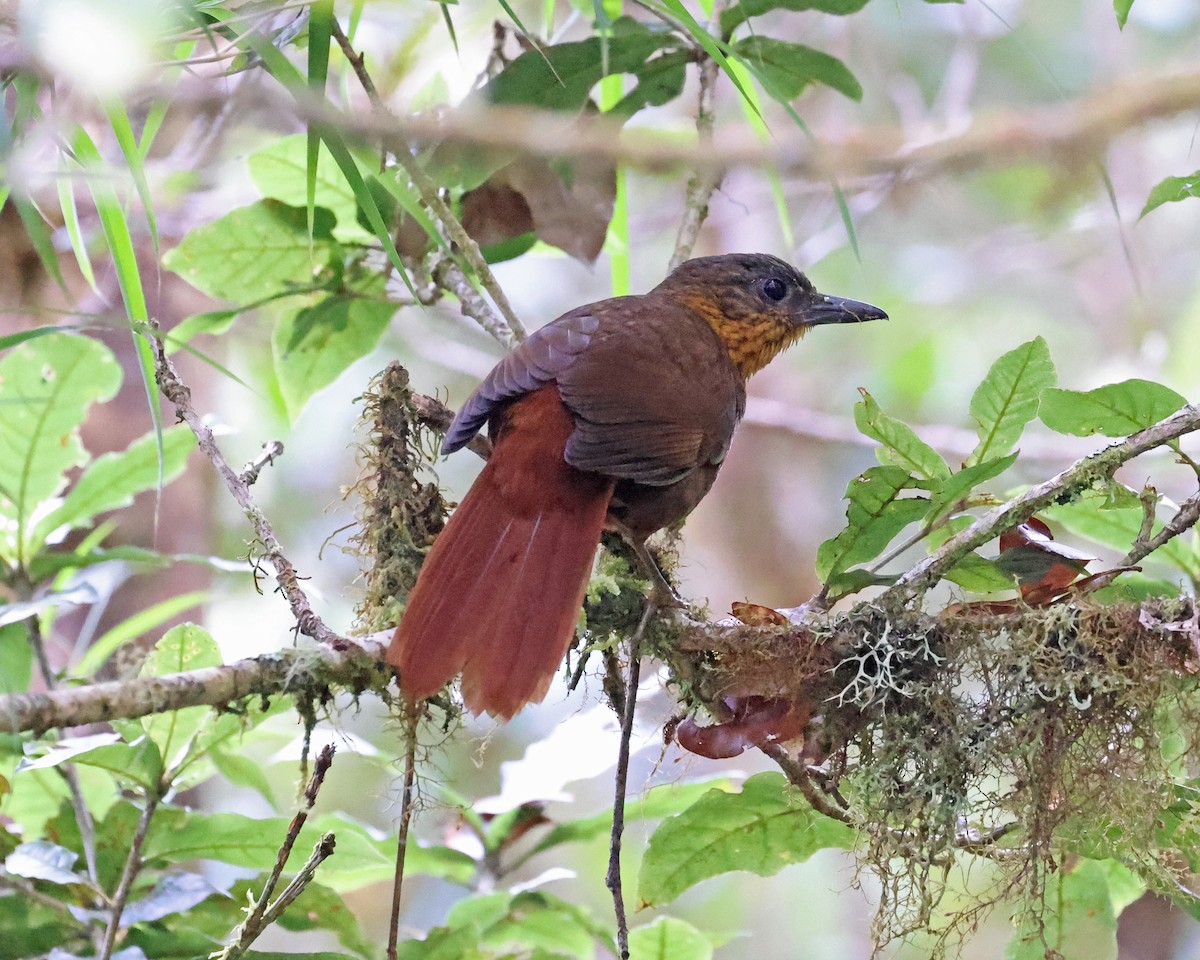 Streak-breasted Treehunter - ML525333401