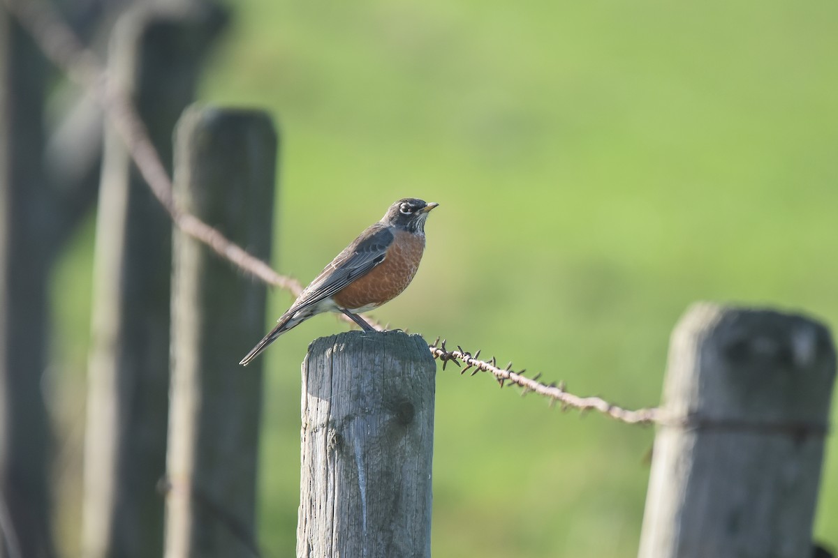 American Robin - Cedrik von Briel