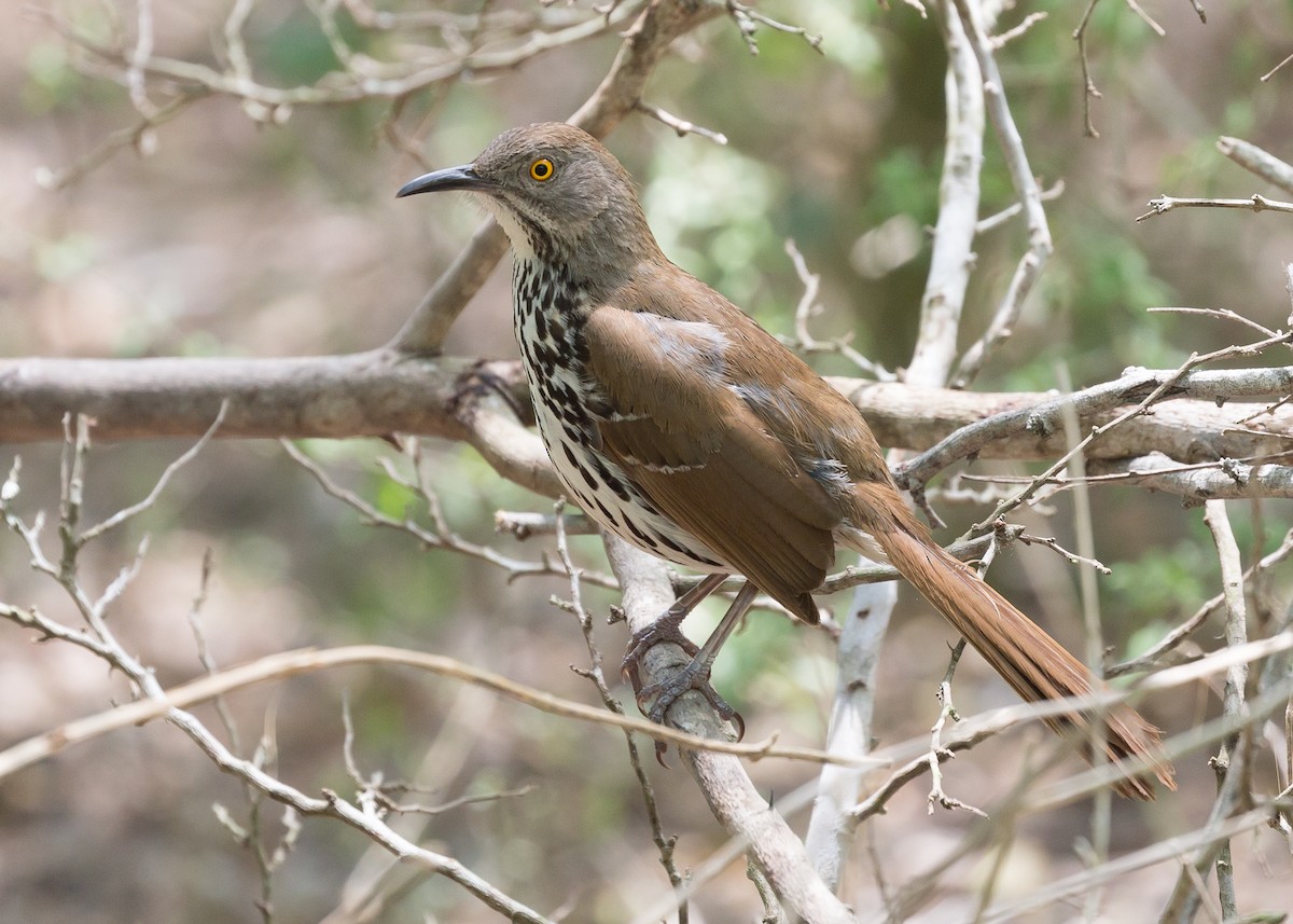 Long-billed Thrasher - ML52533491