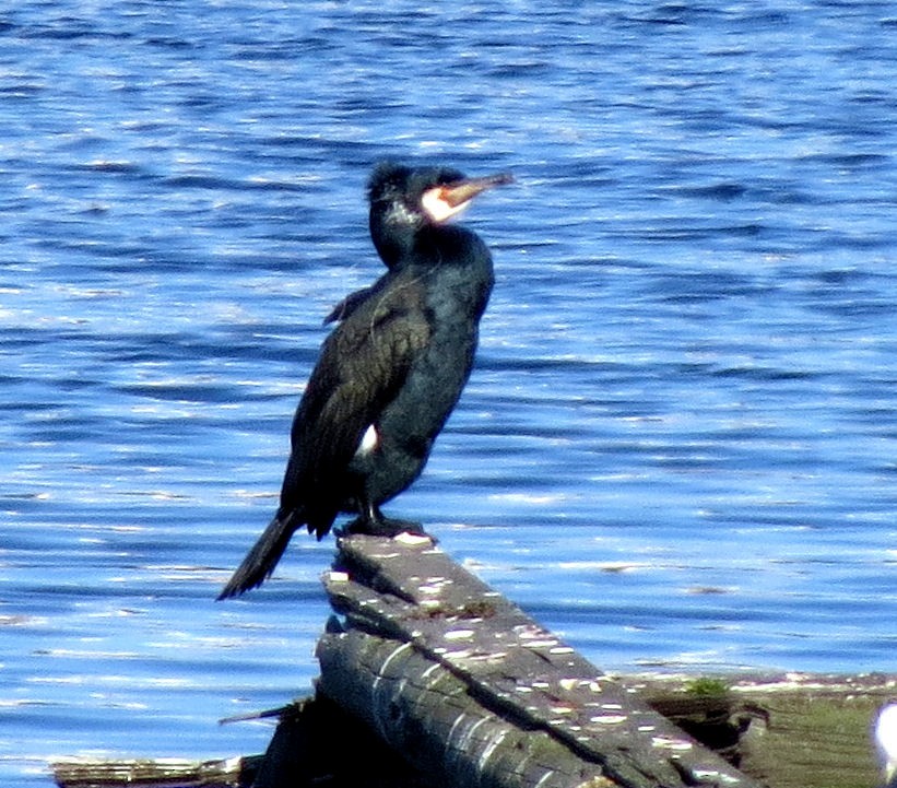 Great Cormorant - ML525335691