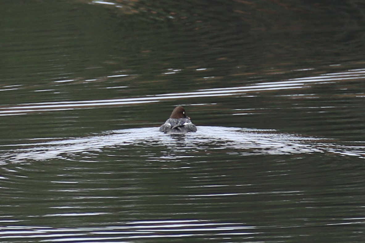 Common Goldeneye - ML525335771