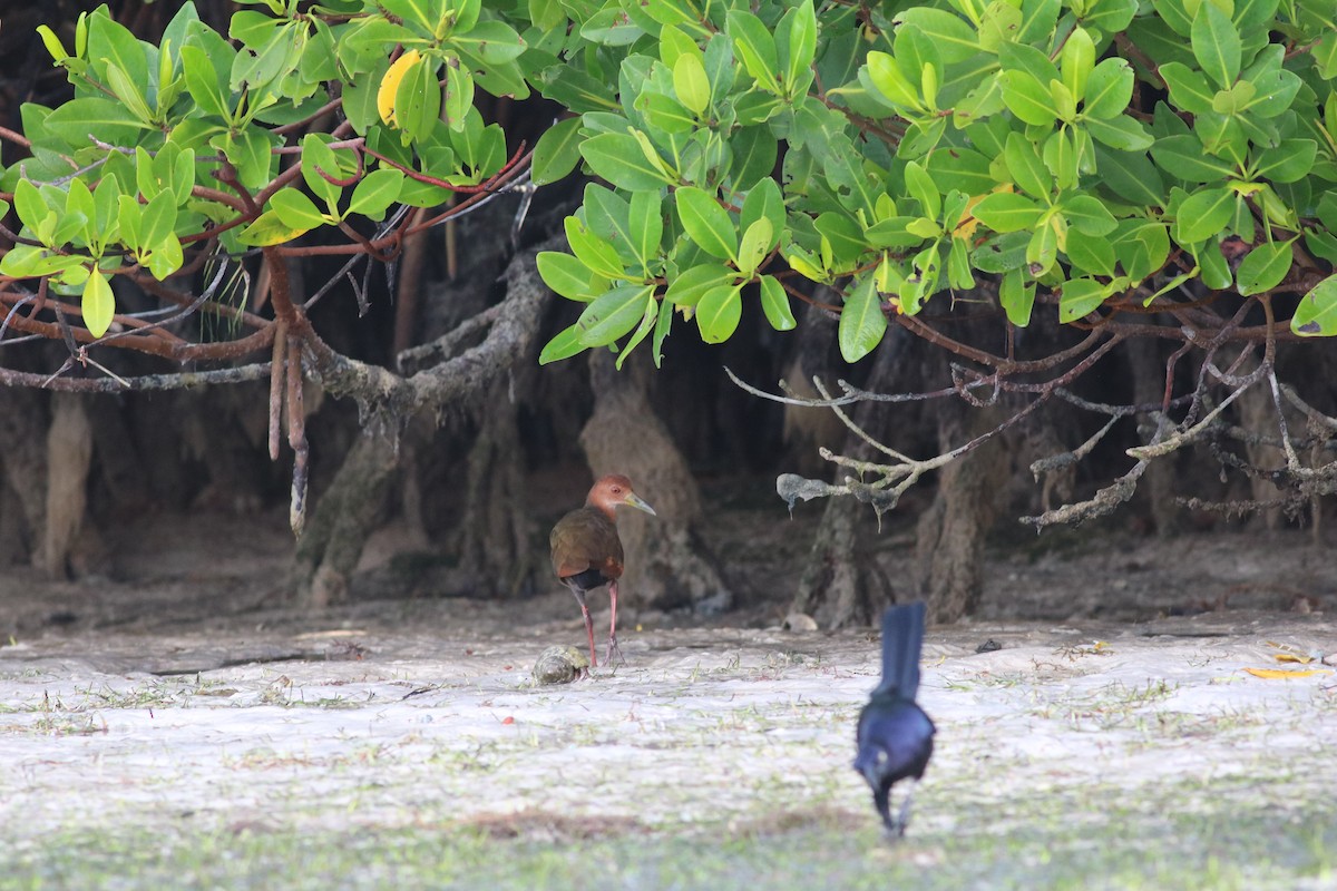 Rufous-necked Wood-Rail - ML525336321