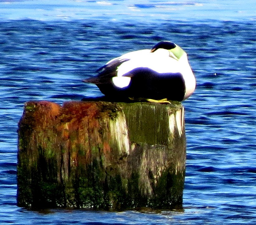 Common Eider - ML525336541