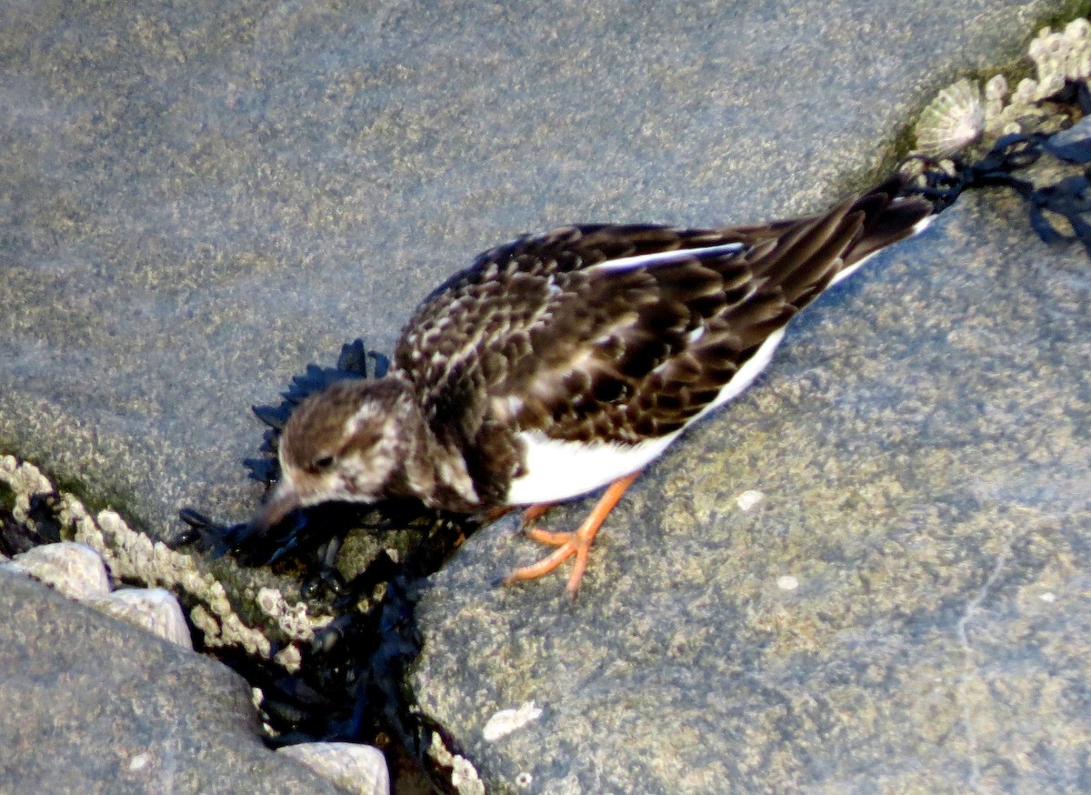 Ruddy Turnstone - ML525337031