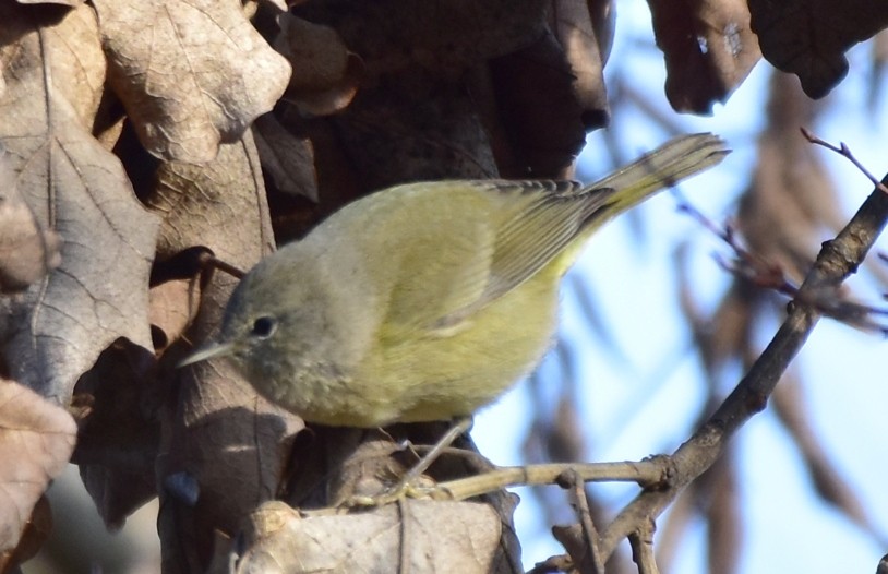 Orange-crowned Warbler - ML525337641