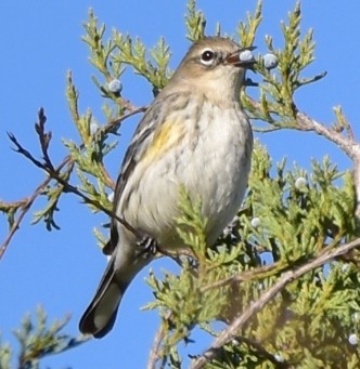 Yellow-rumped Warbler - Karen Strzelecki