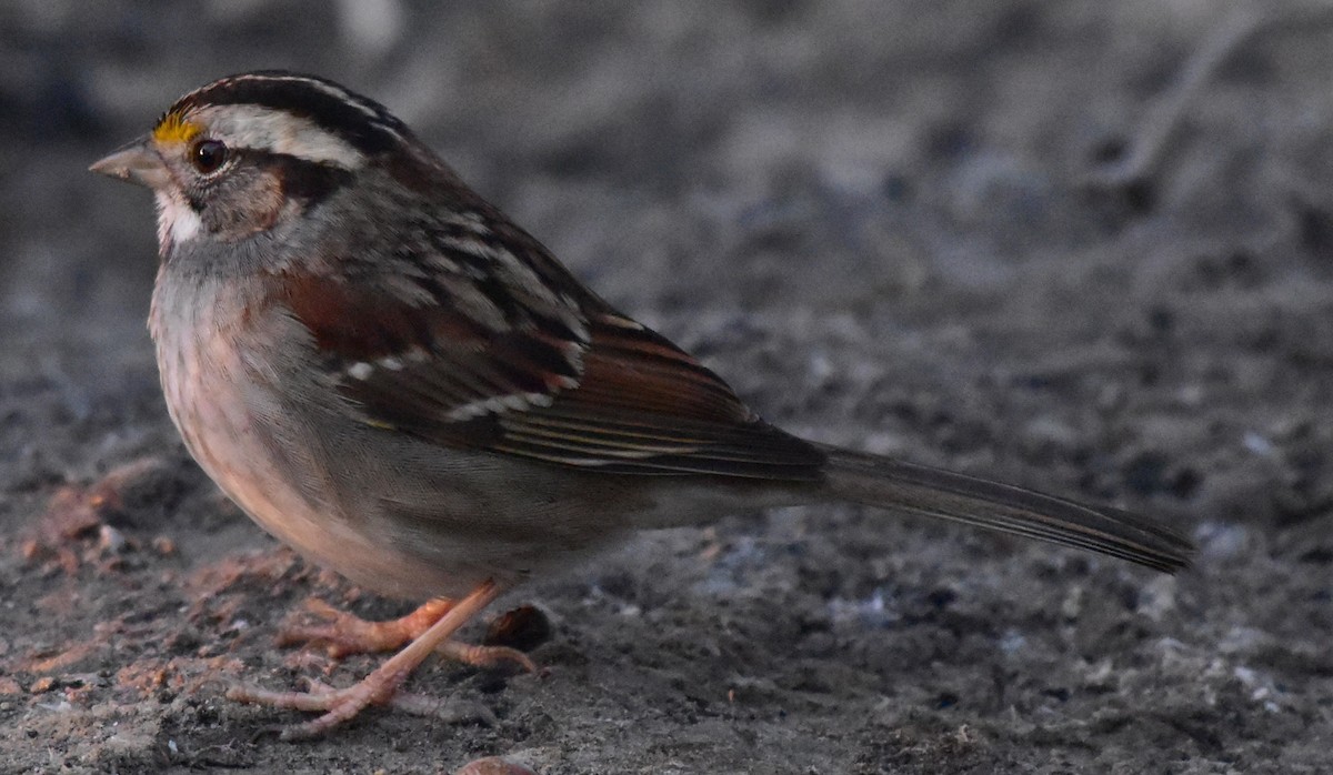 White-throated Sparrow - ML525338251