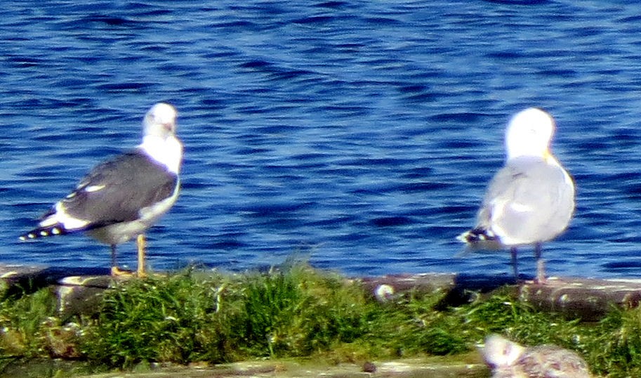 Lesser Black-backed Gull - ML525338261