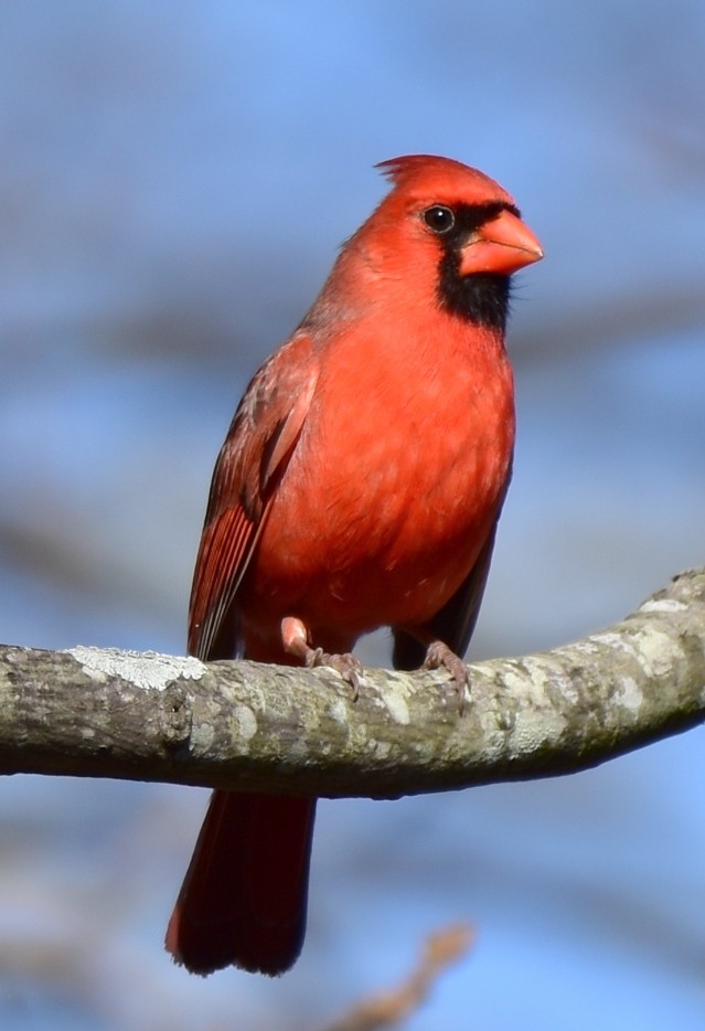 Cardinal rouge - ML525338401